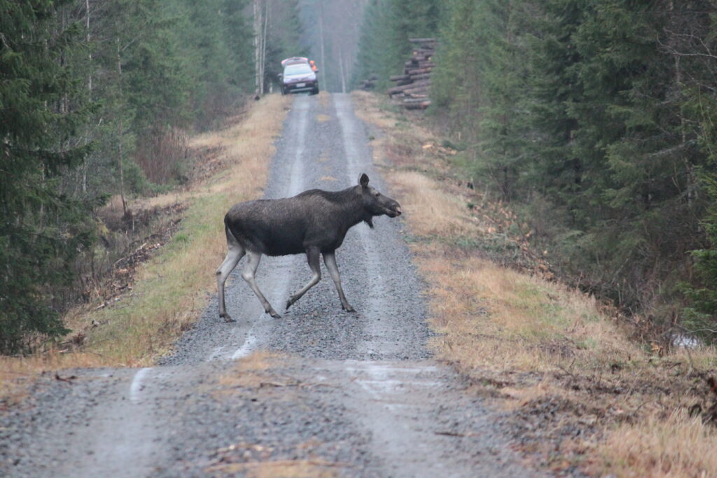Hirvi ylittää metsätietä. Taustalla näkyy auto.